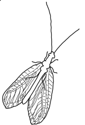 gardenwithlacewing.com